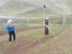 More Sustainable Agricultural Models Supported by Thien Chi