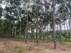 More about rubber trees