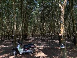 More about rubber trees