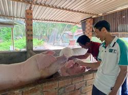 Between School and the Pig Bank