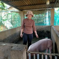 HIỆU QUẢ BƯỚC ĐẦU TỪ MÔ HÌNH CHĂN NUÔI HEO NÁI NĂM 2025