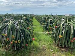 More about the dragon fruit