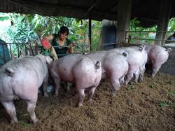 Nụ Cười Tỏa Sáng Từ Chăn Nuôi Sinh Thái: Thành Công Của Chị Liền Với Mô Hình Heo Sinh Thái