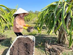 Restoring Dragon Fruit Plants After Floods Using Biochar