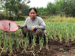 Nỗ lực vượt khó của gia đình chị Liên tại xã Hoài Đức